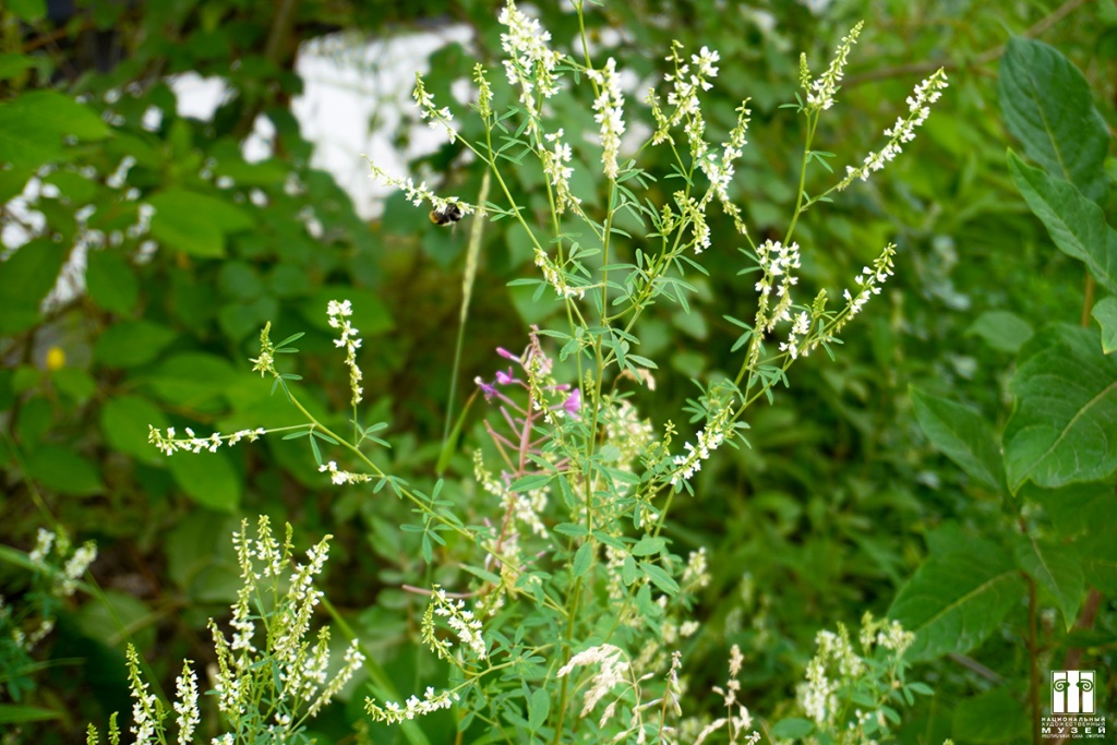 DSC07198.JPG
